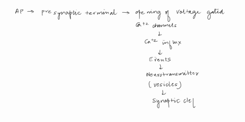 increasing-the-amount-of-action-potentials-that-arrive-at-the-presynaptic-terminal-will-can-pick-more-than-one-increase-the-number-of-vesicles-that-fuse-with-the-presynaptic-membrane-increas-99162