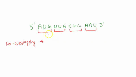 how-many-amino-acids-would-be-encoded-in-the-sequence-5-auguuacggaau-3-by-a-non-overlapping-and-maximally-overlapping-code-00747