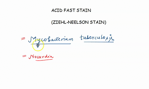 staining-method-is-used-to-identify-mycobacterium-tuberculosis-select-one-crystal-violet-acid-fast-stain-gram-stain-safranin-negative-stain-24777
