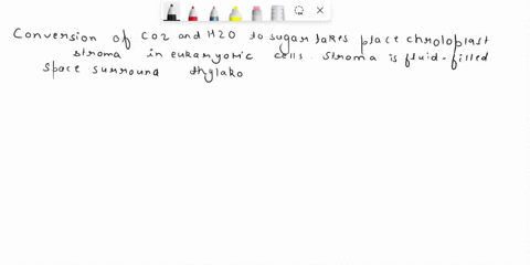 in-eukaryotic-cells-where-does-the-conversion-of-coz-and-hzo-to-sugar-take-place-choose-one-chloroplast-stroma-thylakoid-membrane-cytosol-plasma-membrane-mitochondrial-matrix-25953