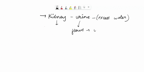 what-are-the-regions-of-the-kidney-that-drain-urine-63177