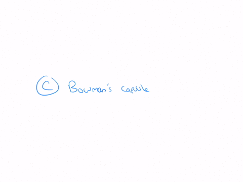 24-which-of-the-following-is-not-a-part-of-the-filtration-membrane-in-the-renal-corpuscle-a-glomerular-endothelium-b-basement-membrane-c-bowmans-capsule-d-podocytes-e-none-of-the-above