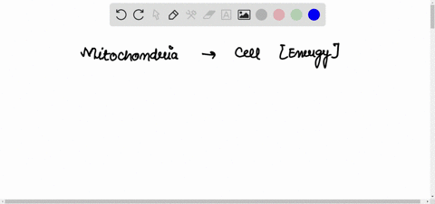 most-respiration-occurs-in-organelles-called-_____-mitochondria-golgi-bodies-ribosomes-79849