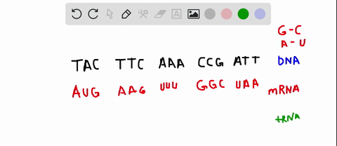 the-template-strand-of-dna-has-the-following-sequence-tacttcaaaccgatt-write-the-mrna-strand-that-would-be-synthesized-from-this-dna-strand-tac-ttc-aaa-ccg-att-dna-template-strand-2-using-the-02669