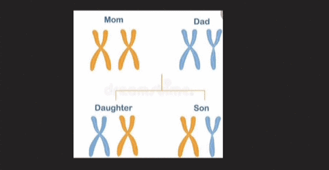 humans-and-other-mammals-have-two-types-of-sex-chromosomes-designated-x-and-y-describe-how-they-differ-from-each-other-and-make-a-small-sketch-to-illustrate-this-07995