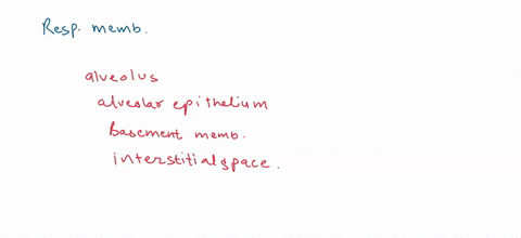which-of-the-following-are-components-of-the-respiratory-membrane-select-all-that-apply-fused-basement-membrane-endometrium-endoderm-endothelium-simple-squamous-alveolar-cell-serosa-73319