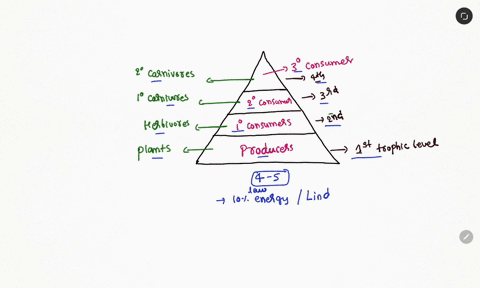 why-are-most-food-chains-limited-to-three-to-five-trophic-levels-56292