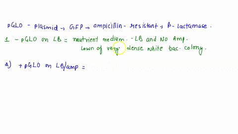 bacterial-genetics-bacterial-transformation-introduction-laboratory-simulation-match-the-inoculated-agar-plates-with-their-expected-growth-after-incubation-pglo-on-lbamp-choose-match-pglo-on-98596