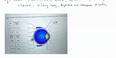 will-rate-review-the-anatomy-of-the-human-eye-by-labeling-the-image-below-place-the-cursor-over-drop-boxes-for-some-hints-and-close-up-views-vitreous-humor-posterior-chamber-pupil-optic-nerv-15071