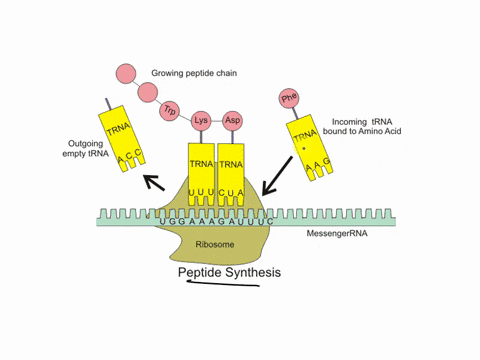 what-letters-represent-a-proten-a-transfer-rna-a-ribosome-an-amino-acid-in-the-figure-belowwhich-letter-of-the-diagram-represents-a-transfer-rna-molecule-88123