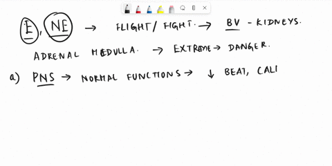 which-one-of-the-following-causes-the-release-of-epinephrine-and-norepinephrine-from-the-adrenal-medulla-aparasympathetic-nerves-breleasing-hormone-from-the-hypothalamus-c-sympathetic-nerves-70982