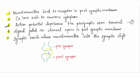 the-following-steps-refer-to-various-stages-in-transmission-at-a-chemical-synapse-1-neurotransmitter-binds-with-receptors-associated-with-the-postsynaptic-membrane-2-calcium-ions-rush-into-n-36428