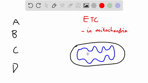 which-of-the-following-describes-the-main-role-of-the-electron-transport-chain-in-cellular-respiration-ait-pumps-hydrogen-ions-inside-the-cell-b-it-produces-the-energy-carriers-c-it-produces-57602