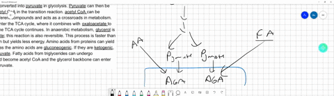 glucose-can-be-converted-into-pyruvate-in-glycolysis-pyruvate-can-then-be-converted-into-acetyl-coa-in-the-transition-reaction-acetyl-coa-can-be-converted-into-different-compounds-and-acts-a-27905