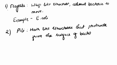 name-and-describe-four-functional-groups-of-bacteria-explain-what-they-do-and-give-an-example-for-each-47406