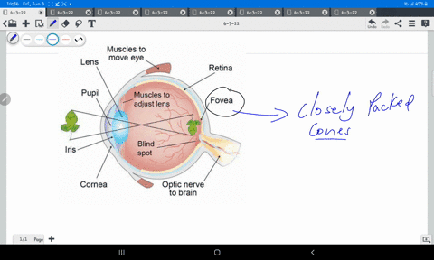 a-spot-in-the-middle-of-the-retina-that-only-contains-cones-is-called-the-___________-a-cornea-b-optic-nerve-c-fovea-d-optic-disk-please-select-the-best-answer-from-the-choices-provided-13964