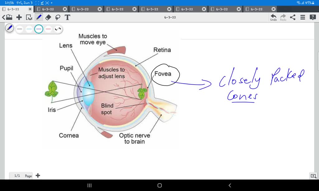 SOLVED A spot in the middle of the retina that only contains cones is