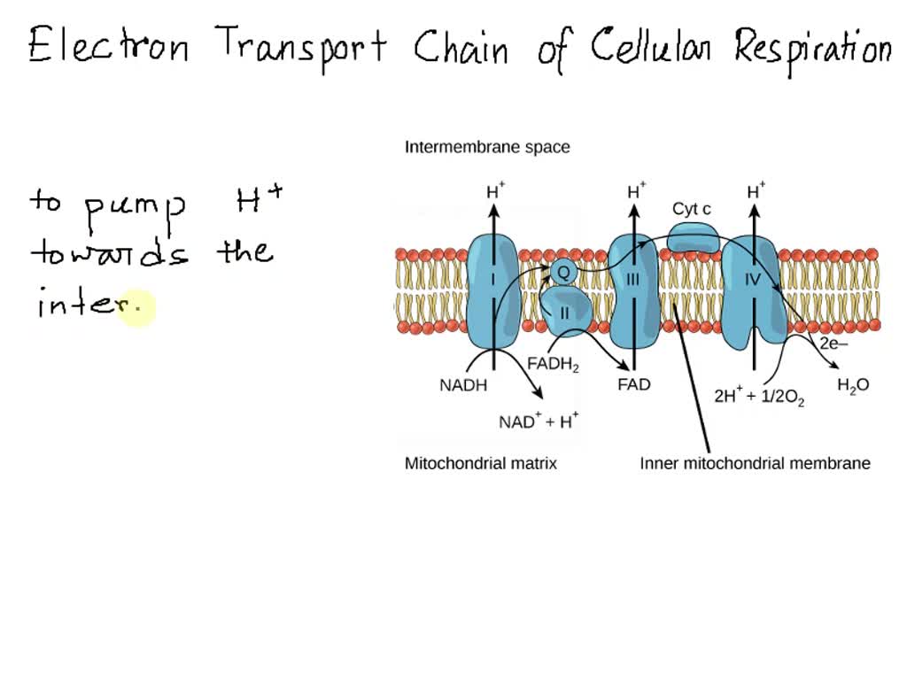 SOLVEDQuestion 27 2 pts The process of FADH? transferring hydrogens and electrons to the
