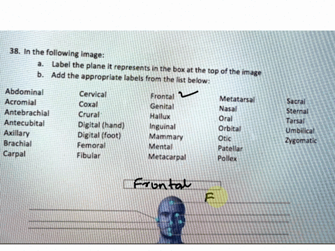 ert-design-calibri-body-layout-lab-anatomical_scavenger-references-mailings-hunt-8-review-view-lab-anatonkcal_-ha6ende-adt-ccodfi-kncm-jolein-j-38-in-the-following-image-label-the-plane-it-r-54259