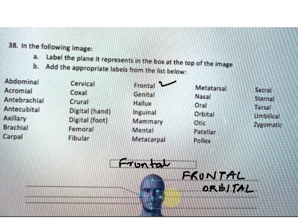 SOLVED Design Calibri (Body) Layout Lab Anatomical Scavenger Hunt8