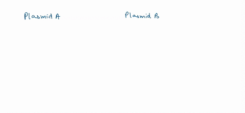 you-have-accidentally-torn-the-labels-off-two-tubes-each-containing-different-plasmid-and-now-do-not-know-which-plasmid-is-in-which-tube-fortunately-you-have-restriction-maps-for-both-plasmi-27942