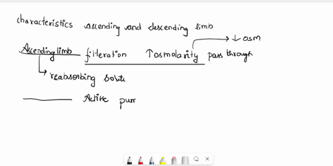 filtrate-osmolarity-increase-as-it-passes-through-active-pumping-of-sodium-impermeable-to-water-impermeable-to-solutes-multiplier-cm-ce-cm-cm-nephron-loop-vasa-recta-active-transport-of-sodi-29023