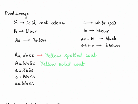 in-doodlewags-hypothetical-creatures-the-dominant-allele-s-causes-solid-coat-color-the-recessive-allele-s-results-in-white-spots-on-a-colored-background-the-black-coat-color-allele-b-is-domi-31856