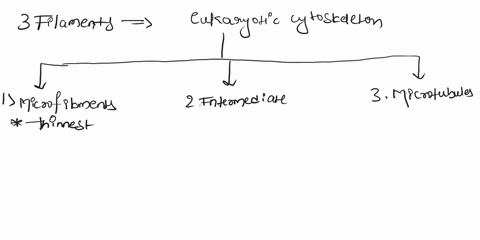the-eukaryotic-cytoskeleton-is-made-of-three-types-of-filaments-compare-and-contrast-the-three-types-of-filaments-discussing-how-they-are-similar-and-different-in-structure-and-function-29199