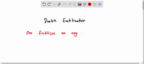 in-double-fertilization-what-do-the-two-sperm-do-a-each-one-fertilizes-a-separate-egg-cell-b-one-fer-32569
