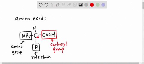 amino-acids-are-the-monomers-of-proteins-each-amino-acid-consists-of-a-carbon-atom-bound-to-a-hydrogen-atom-an-amino-group-nh2-a-carboxyl-group-cooh-and-a-variable-r-group-which-functional-g-34707