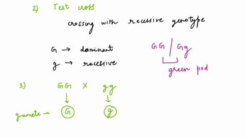 part-2-determine-the-genotype-of-offspring-with-dominant-phenotype-edldlanivsld-pol-in-the-above-example-green-pod-dominant-over-the-yellow-pod_-possiole-z0-write-tna-genctype-ofthegreen-pod-80077
