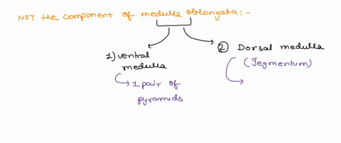 all-of-the-following-are-components-of-the-medulla-oblongata-except-the-pyramids-inferior-cerebellar-peduncle-respiratory-center-dorsal-respiratory-group-fourth-ventricle-apneustic_-pneumota-57425