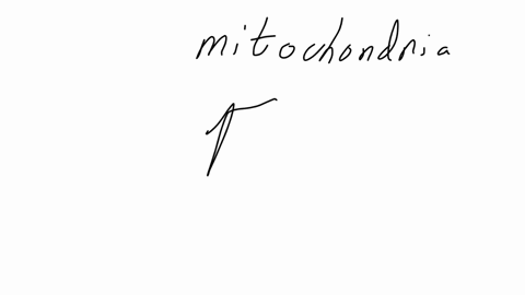 red-blood-cells-have-abundant-mitochondria-true-false