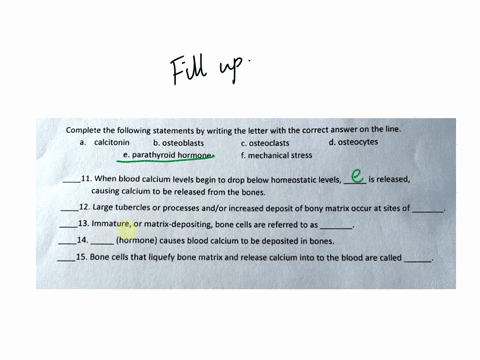 complete-the-following-statements-by-writing-the-letter-with-the-correct-answer-on-the-line-calcitonin-bosteoblasts-costeoclasts-dosteocytes-eparathyroid-hormone-fmechanical-stress-11when-bl-31093