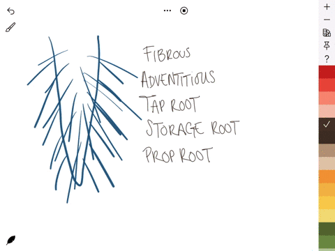 one-main-root-formed-from-the-enlarging-embryonic-root-with-many-smaller-lateral-roots-branching-o-2-10688