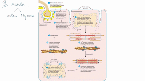 describe-the-process-of-muscle-relaxation-what-must-happen-in-the-motor-neuron-what-must-happen-in-the-synaptic-cleft-what-must-happen-inside-the-muscle-cell-46357