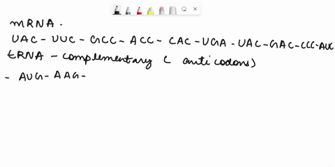 a-strand-of-mrna-after-transcription-is-given-below-based-from-the-supplied-sequence-of-mrna-codons-give-the-complementary-trna-anticodons-and-the-amino-acids-on-the-polypeptide-chain-mrna-c-44239