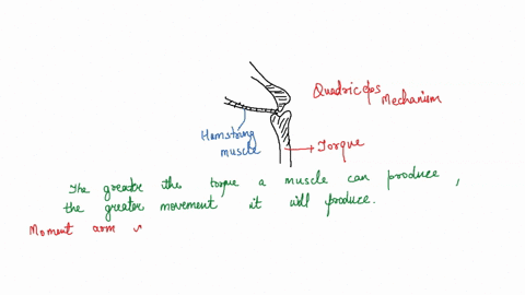 why-are-the-motive-and-resistive-force-arms-important-in-terms-of-torque-production-of-a-muscle-21525