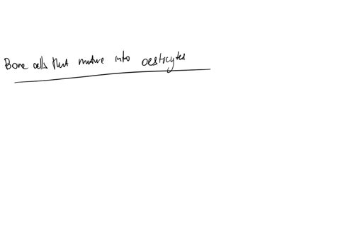 which-of-the-following-bone-cells-mature-into-oesticytes