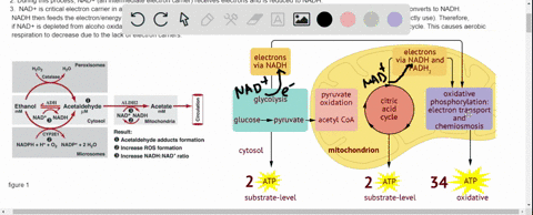 4-the-enzyme-alcohol-dehydrogenase-adh-catalyzes-the-finae-enzyme-also-occurs-in-humans-step-of-alcoholic-fermentation-however-the-of-ethanol-and-functions-under-aerobic-conditions-to-oxidiz-23162