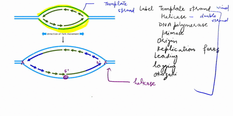 label-and-draw-if-needed-the-following-players-in-a-replication-bubble-template-strands-helicase-dna-polymerase-primase-replication-forks-origin-of-replication-lagging-strands-leading-strand-24096