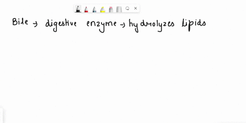 bile-________-bile-________-is-a-digestive-enzyme-that-hydrolyzes-lipids-is-a-digestive-enzyme-that-hydrolyzes-lipids-is-an-important-catalyst-for-lipid-hydrolysis-and-emulsifies-fat-keeping-49134