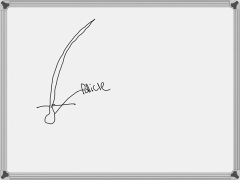 tissue-from-a-hair-follicle-that-is-still-attached-to-the-root-of-the-hair-is-called-a-follicula-tas-follikle-lat-theathed-tag-theable-end