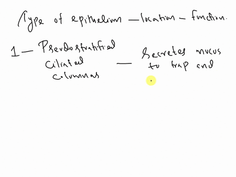 dlocation-and-function-of-epithelial-tissue-match-the-type-of-epithelium-with-its-location-in-the-respiratory-system-and-its-function-epithelial-tissue-a-pseudostratified-ciliated-columnar-b-37778
