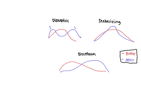 the-most-dominant-sockeye-salmon-males-usually-largest-and-most-aggressive-successfully-defend-their-redds-nests-and-inseminate-the-eggs-smaller-males-lose-out-in-head-to-head-competition-wi-40705
