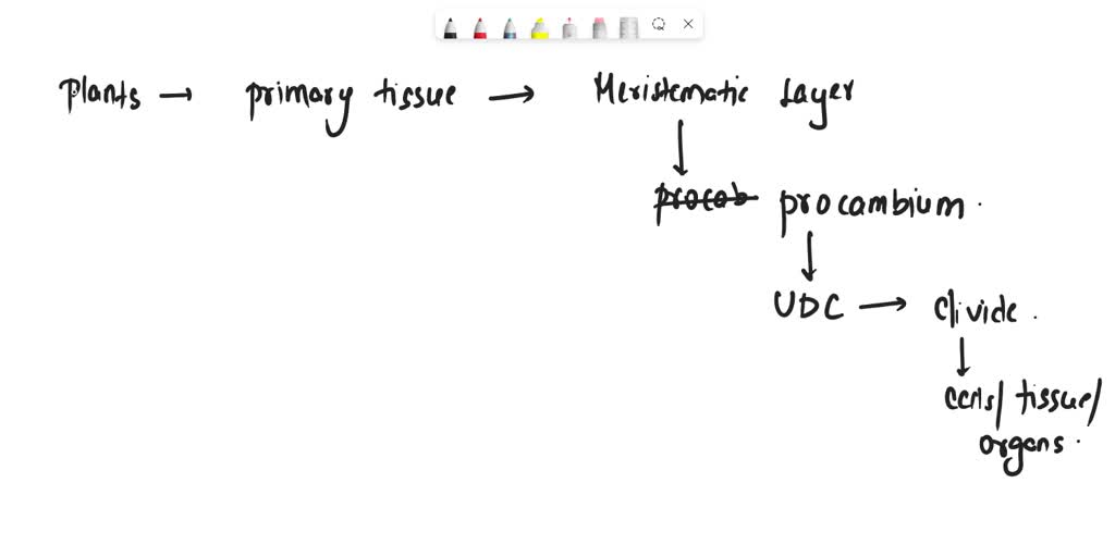 SOLVED Procambium forms the A. Cork cambium B. Vascular tissue C