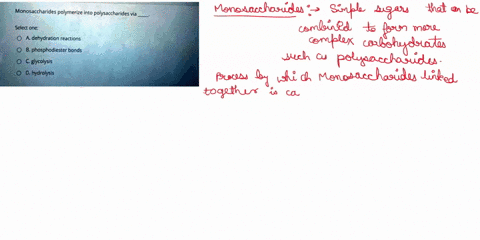 monosaccharides-polymerize-into-polysaccharides-via-select-one-a-dehydration-reactions-b-phosphodiester-bonds-cglycolysis-d-hydrolysis-51843