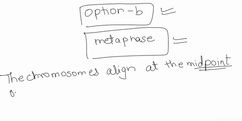 the-chromosomes-align-at-the-midpoint-of-the-spindle-during-____________-a-prophase-b-metaphase-c-an-49464