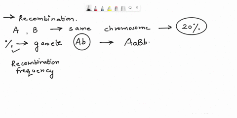 two-genes-a-b-present-on-same-chromosome-show-20-recombination-then-what-will-be-the-percentage-of-gamete-ab-for-the-plant-having-genotype-aabb-in-cis-configuration-76823
