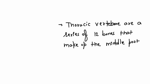 which-of-the-following-bones-forms-the-posterior-aspect-of-the-thoracic-cage-a-sternum-b-ribs-c-thoracic-vertebrae-d-sacrum-e-coccyx